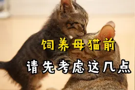 饲养母猫前，请先考虑这几点，否则别随意带回家