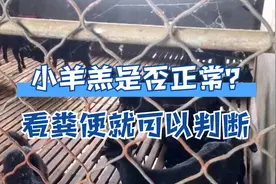 养新生小羊羔，看粪便颜色就可以判断是否正常，管用视频封面