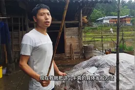 很多人不知道田螺吃什么，田螺其实吃牛粪，看看我是怎么加工的吧视频封面