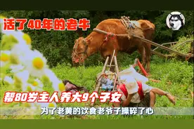 老黄牛活了40年，相当于人类的100岁，帮80岁主人养大9个子女