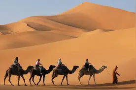 有迪拜国籍的，真没穷人：侣行偶遇骆驼商人，一只骆驼能卖上百万视频封面