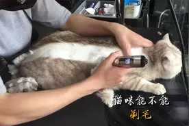 猫咪剃了毛会抑郁？视频封面