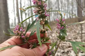 农村野生的益母草，8元一斤供不应求，了解其妙用当钱使！视频封面