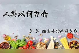 【纪录片】人类以何为食3-3一粒麦子的华丽变身【480P】【转载】视频封面