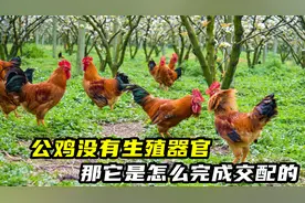 公鸡没有生殖器官，那它是怎么完成交配的？公鸡为什么爱啄人