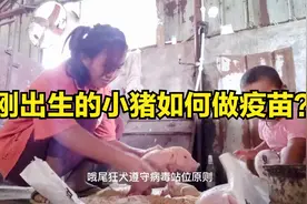 河南养猪一家人分享自繁自养详细仔猪出生后的免疫程序表，参考下视频封面