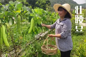 老邻居种的奇特豆子，一颗豆荚就有一斤，很多人没见过，你认识吗