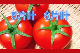 5片叶6片叶西红柿哪个好？菜贩子不会告诉你的小秘密，看后收藏