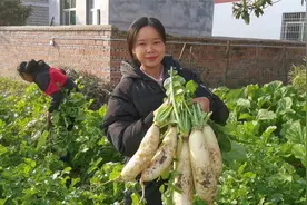 家里萝卜大丰收，拔了做成萝卜干，脆爽可口，吃上一整年都不会坏