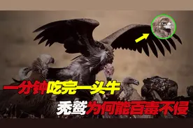 一分钟吃完一头牛，百毒不侵的秃鹫，为什么不会被感染？