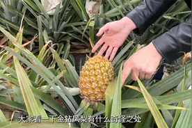 无冠的凤梨大家见过吗？好不好吃呢？视频封面