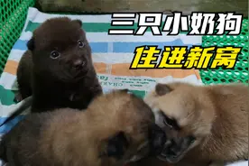 给三只小奶狗制作的简易狗窝，清理粪便非常方便，水壶一喷就干净视频封面