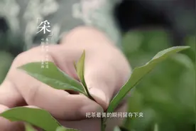 湖北特产黄冈英山云雾茶制作过程品质特点云雾茶批发价格视频封面