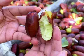 宁夏灵武长枣是新鲜吃的，正采摘中，脆甜又可口视频封面