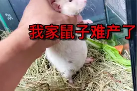 我家鼠子要难产了，肚子鼓得像气球一样就是生不出来，急死我了视频封面