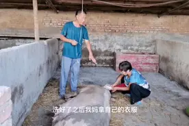 老母猪产后高烧不退还不吃食，这种配方一针见效，母猪体力恢复快