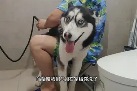 给二哈洗澡太难了，傻狗非要逼主人陪它洗鸳鸯浴，主人心态崩了