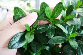 杜鹃花黄叶怎么办？原因有三，记好了，解决不难视频封面