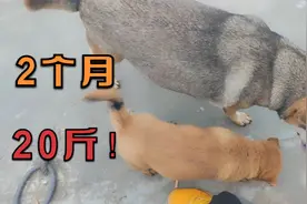 小土狗2个月接近20斤，未来会是60斤的土狗之王