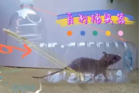 饮料瓶不要扔，简单几步就变成捕鼠神器，简单又好用