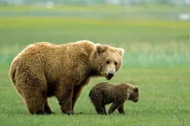 棕熊母子经常来探访管护员，工作人员：它们是来蹭饭的视频封面