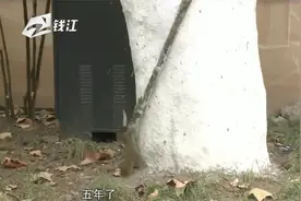 杭州西湖边的网红松鼠因吃的太胖，被鹰抓走了视频封面