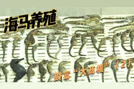 海马的经济价值和药用价值极高，只有养殖的海马才能入药食用。