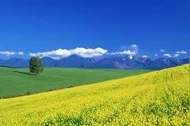 全球顶级纯音《Song Of The Ocarina》悠扬欢快的旋律令人愉悦