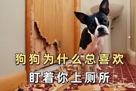 狗狗为什么总喜欢盯着你上厕所，这几个原因你知道吗？视频封面