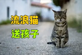 流浪猫妈妈，为什么会主动把孩子送给人类？视频封面