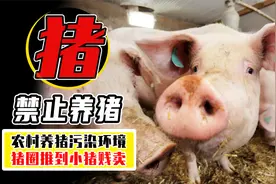 农村为啥禁止散养猪？养了5000年的猪，现在才说污染环境？