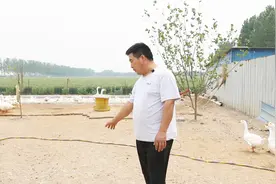 鹅棚下面养鸡能一举两得？听听老张怎么说。视频封面