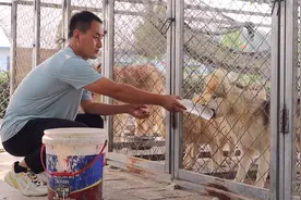 炎热夏季里，户外的狗子们怎么安全避暑呢？视频封面