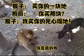狗界和猴子界的扛把子双方打架精彩无比你一拳我咬，最后五五开视频封面