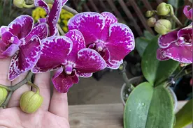 买回来的蝴蝶兰，花败后不要扔，教你3招养活它视频封面