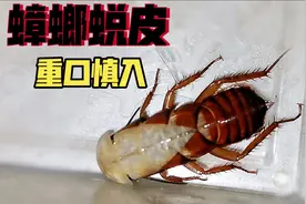 蟑螂蜕皮，san值归零