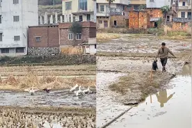 女子带狗回老家，狗子放飞自我抓鹅被家人拎出一身泥：村里出名了视频封面