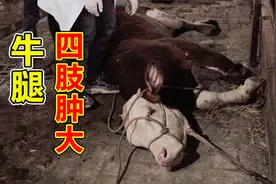 牛腿四肢肿大，牛主百里邀吴老师帮忙，现场指导养殖户小知识视频封面