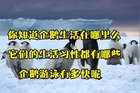 你知道企鹅生活在哪里吗，它们生活习性有哪些，企鹅游泳有多快呢视频封面