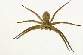 盘点十种室内蜘蛛，大家在生活中看到它们一定要看清楚有的有毒！视频封面