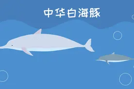 素有水上大熊猫之称的中华白海豚，已经濒临灭绝视频封面