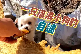 我是一只流浪小狗，我已经被抛弃很多次了视频封面