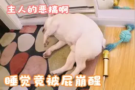 狗：我就睡个觉都被屁轰醒，这叫啥事嘛这视频封面