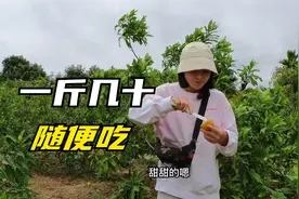 房车自驾环游海南，罕见水果黄晶果一斤要几十，妹子果园随便吃视频封面