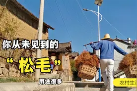 假期带娃娃上山捡松毛，既可以给猪保暖，又可以生火做饭！