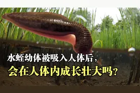 水蛭幼虫被人吸入体内后，会在人体内成长壮大吗？视频封面