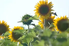 心旷神怡的雨滴声音：别等憔悴了才知道要对自己好