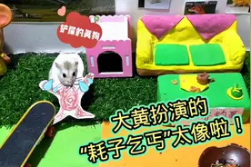 仓鼠大黄化身“戏精”，表演小耗子乞讨，瞬间逗得主人哈哈大笑！