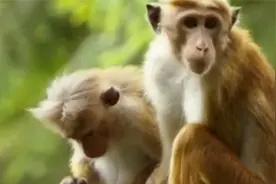 50天婴儿遭野猴攻击，肚子被撕开奇迹生还