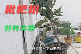 南方的枇杷树现在河南也可以种了，好看实用又好养，跟风种上一棵视频封面